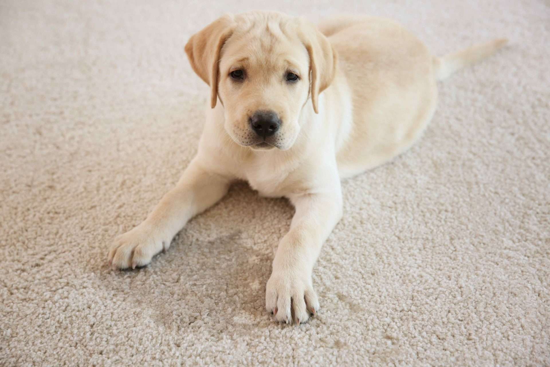 removing dog stains from white carpet