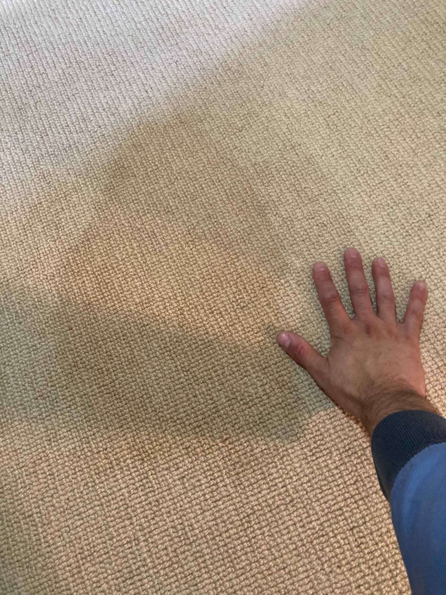 pet urine on carpet