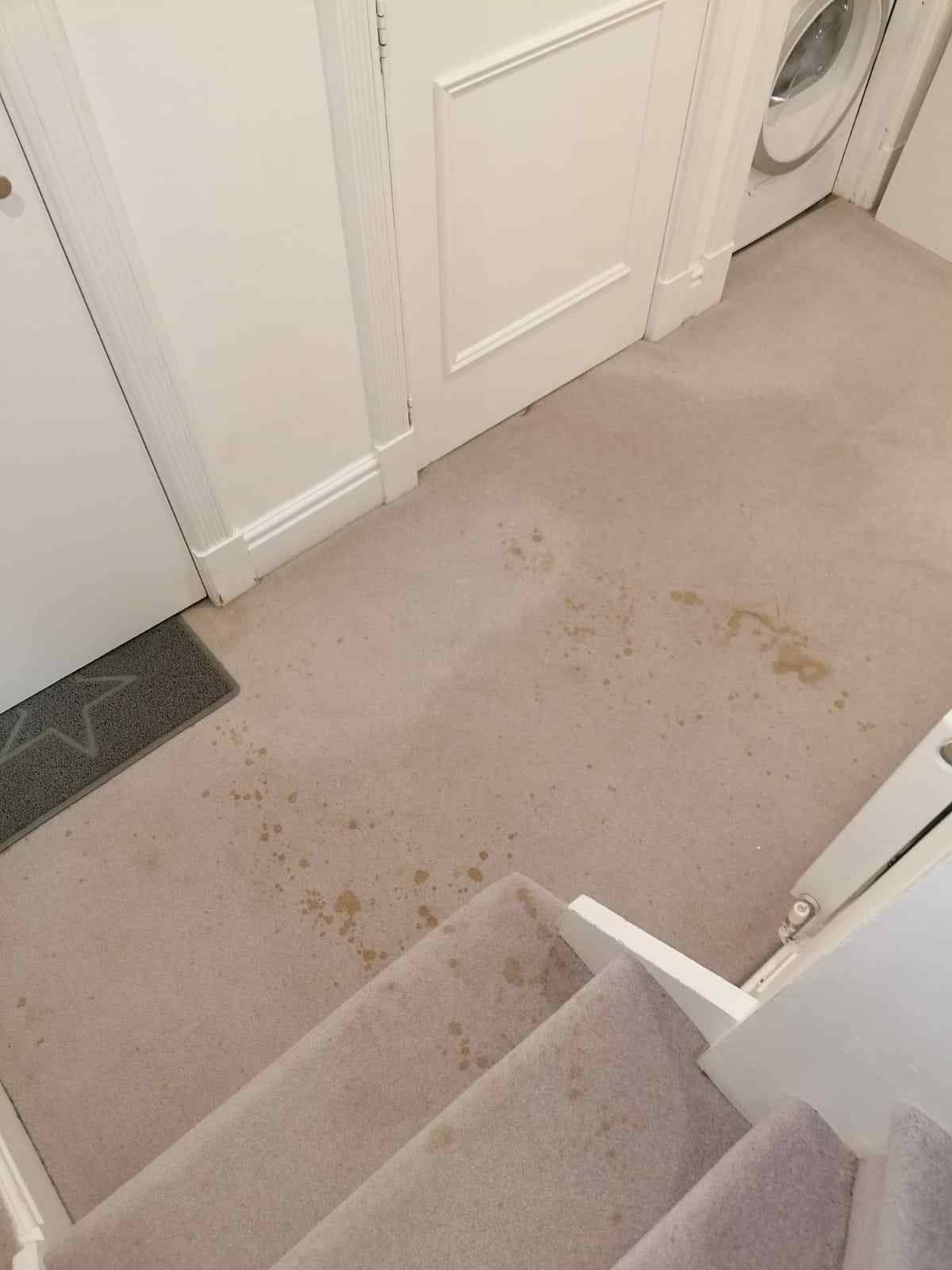 coffee stains on a carpet