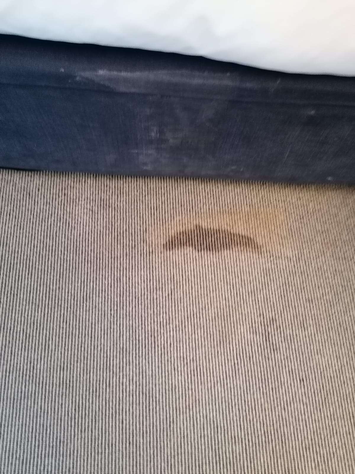 stains from a drink on hotel carpet